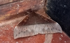 Ischyja manlia