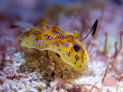 Halgerda indotessellata