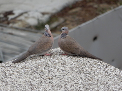 Streptopelia chinensis