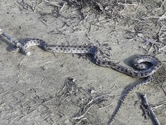 Coronella austriaca austriaca