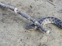 Coronella austriaca austriaca