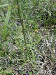 Pediomelum linearifolium