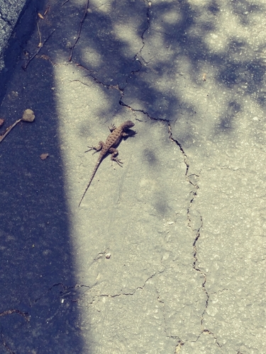 iNaturalist observation photo of Western Fence Lizard