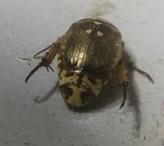 Mimela signaticollis