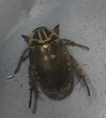 Mimela signaticollis