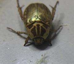 Mimela signaticollis
