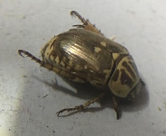 Mimela signaticollis