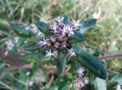 Spiracantha cornifolia