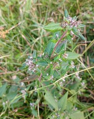 Spiracantha cornifolia