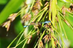 Acanthagrion lancea