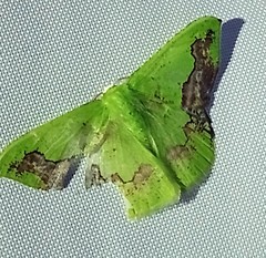 Phrudocentra janeira