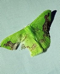 Phrudocentra janeira