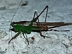 Conocephalus cinereus