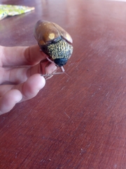 Sternocera castanea castanea