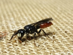 Philanthus loeflingi