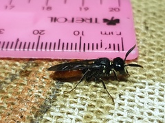 Philanthus loeflingi