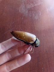 Sternocera castanea castanea