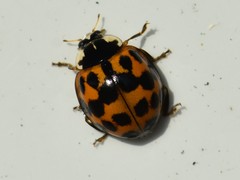 Harmonia axyridis