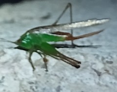 Conocephalus cinereus