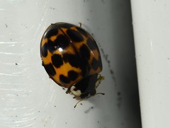 Harmonia axyridis