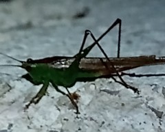 Conocephalus cinereus