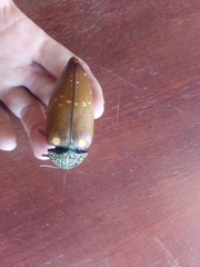 Sternocera castanea castanea