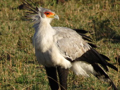 Secretarybird photo 6