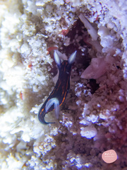 Roboastra gracilis