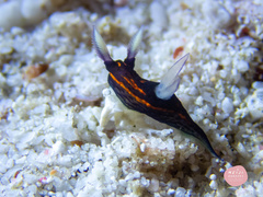 Roboastra gracilis