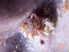 Sagaminopteron psychedelicum