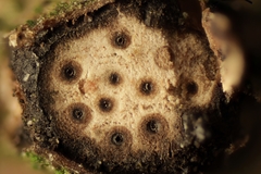 Diatrypella quercina