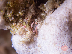 Sagaminopteron psychedelicum