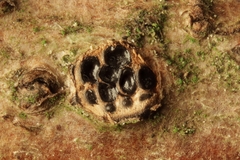 Diatrypella quercina