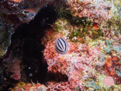 Phyllidiopsis xishaensis