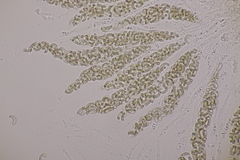 Diatrypella quercina