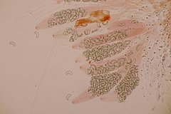 Diatrypella quercina