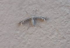 Singularia alternaria