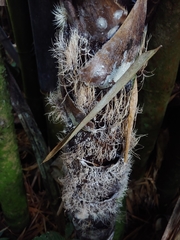 Pterulicium xylogenum