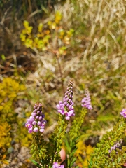 Comesperma confertum