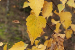 Melampsoridium betulinum