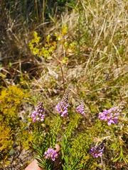 Comesperma confertum