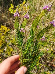 Comesperma confertum
