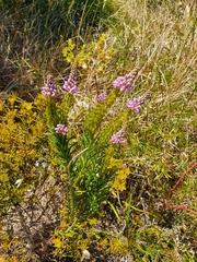 Comesperma confertum