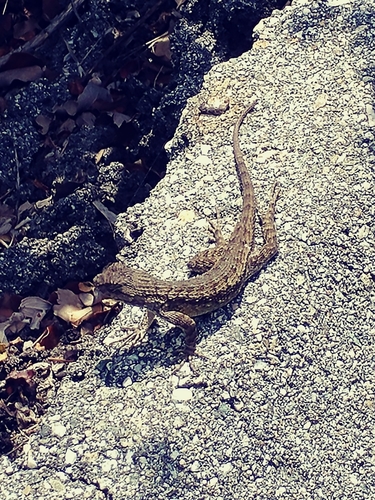 iNaturalist observation photo of Western Fence Lizard