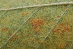 Melampsoridium betulinum