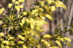 Acacia drummondii