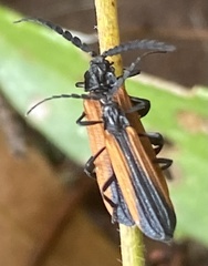 Xylobanus meyricki