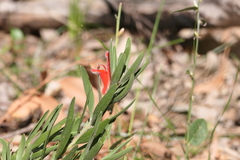 Adenanthos barbiger