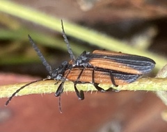 Xylobanus meyricki