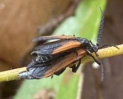 Xylobanus meyricki